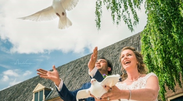 Foto van Witte postduiven verhuur Zevenaar Foto van Witte postduiven verhuur Zevenaar